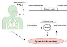 全身炎症可能在空气污染导致认知障碍的过程中发挥作用